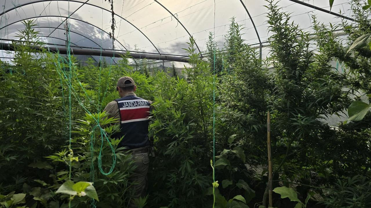 A gendarmerie officer searches an illegal cannabis and skunk greenhouse, Hatay, Türkiye, May 27, 2025. (AA Photo)