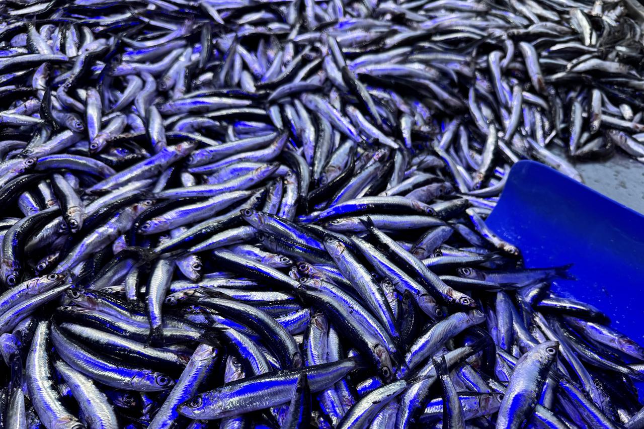 Prof. Dr. Osman Samsun of Sinop University says efforts are underway to restore declining anchovy stocks in the Black Sea, Sinop, Türkiye, September 26, 2025. (AA Photo)