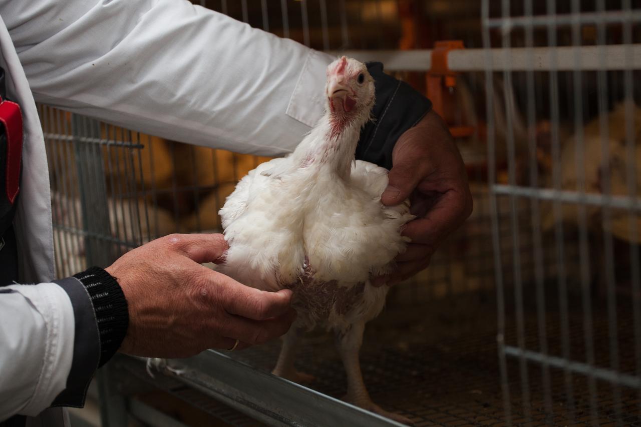 A worker inspects poultry at a farm in Türkiye. (Adobe Stock Photo)