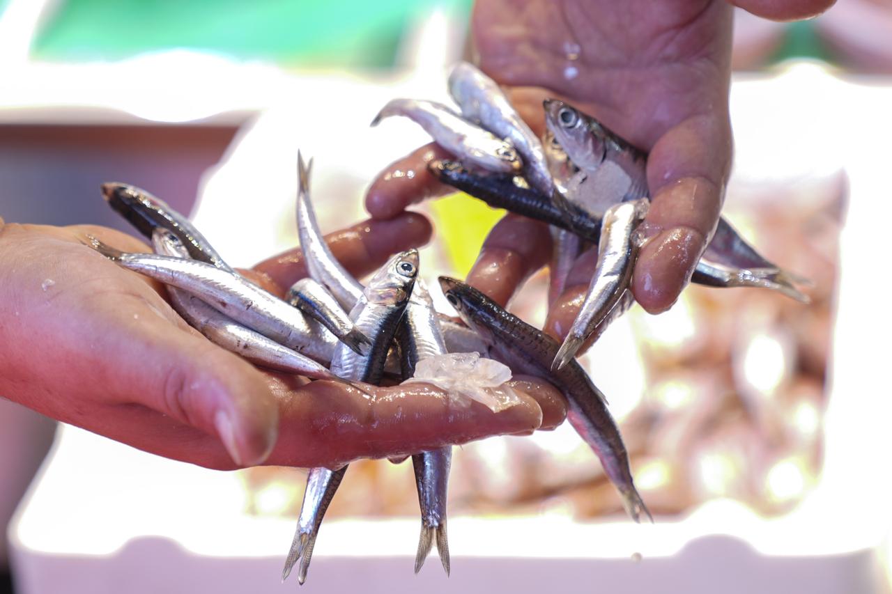 With the fishing ban ending on September 1, Istanbul’s markets are once again filled with fresh catches, and fishermen expect an abundance of anchovy, bluefish, and horse mackerel this season, September 2, 2025. (AA Photo)