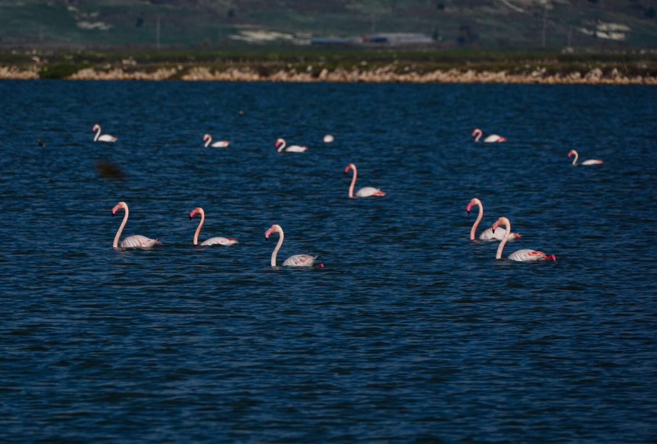 Flamingos are feeding at the Gediz Delta, one of the important wetlands of Türkiye, which is under threat of climate change, drought and pollution, in Izmir, Türkiye on Jan. 28, 2025. (AA Photo)