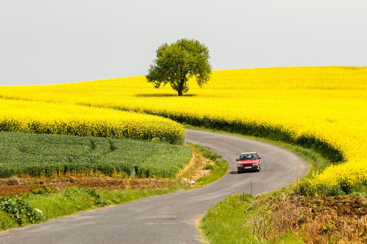 A winding road cuts through blooming rapeseed fields in Tekirdag, Türkiye. (Adobe Stock Photo)