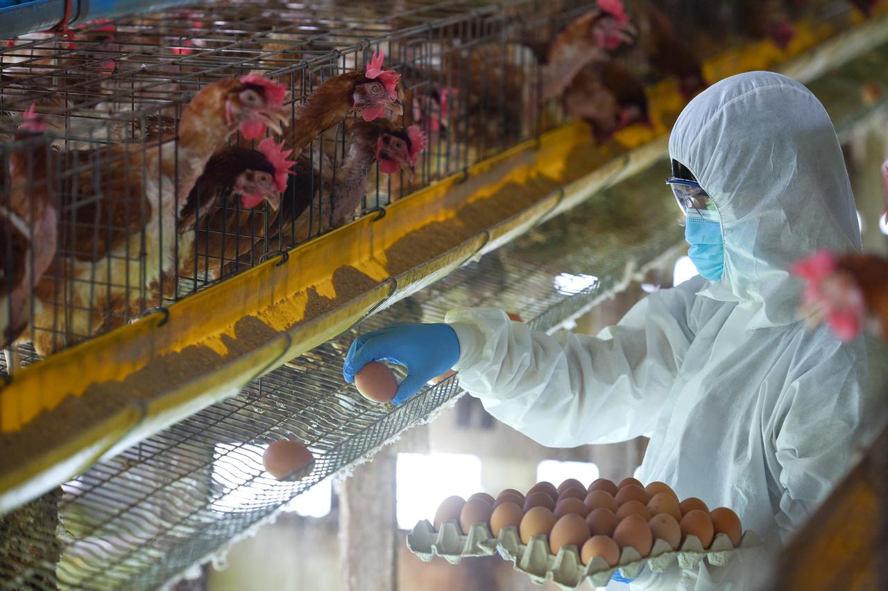 File photo shows a worker in protective gear collecting eggs at a poultry farm. (Adobe Stock Photo)