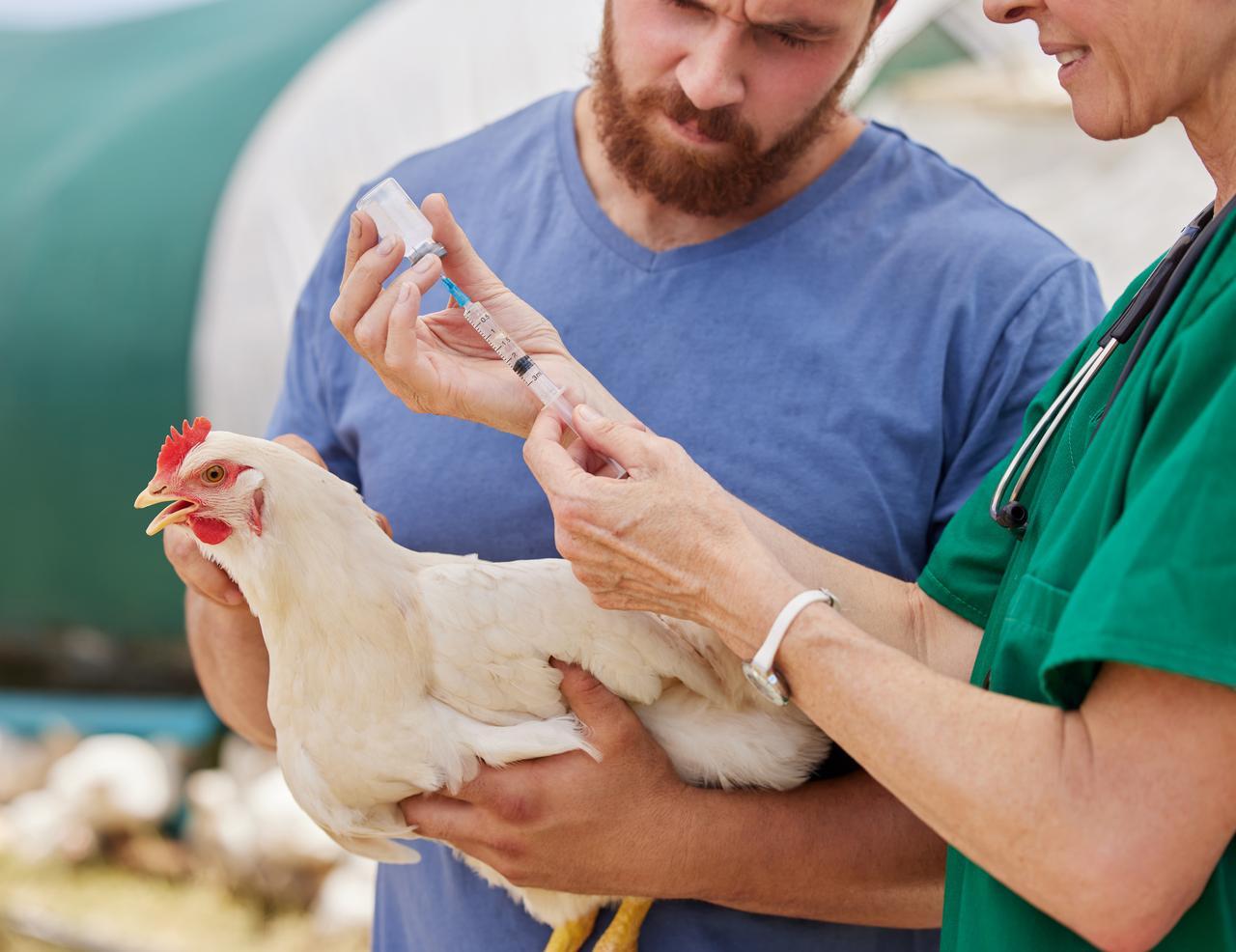 File photo shows a veterinarian preparing to vaccinate a chicken at a poultry farm. (Adobe Stock Photo)