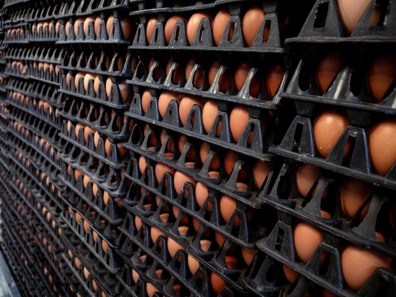 File photo shows trays of eggs seen at a packaging facility. (Adobe Stock Photo)