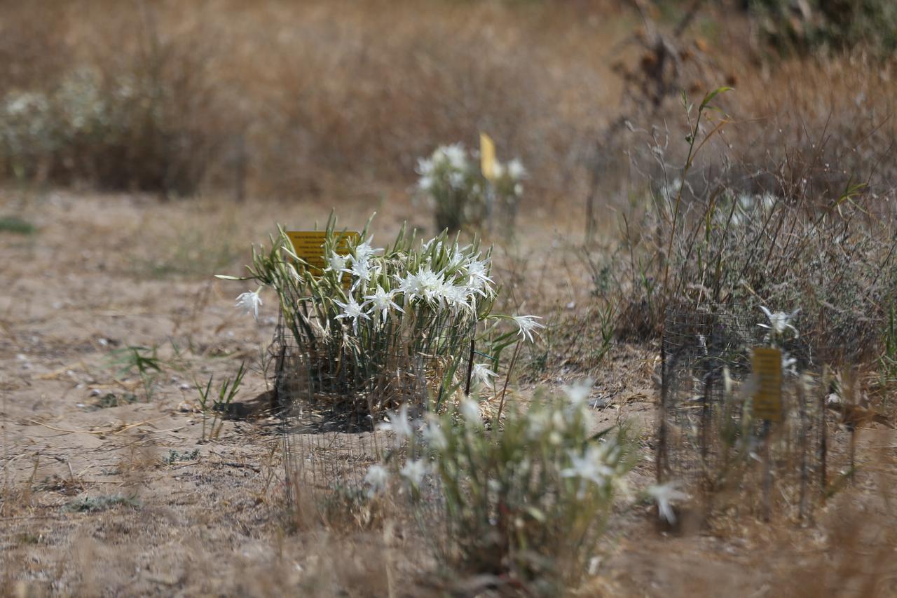 The rare sand lilies adorning the coastline of Alexandria Troas, an ancient city in Ezine district of Canakkale, Türkiye, where the ancient harbor is also located, are being protected by local residents to prevent damage, Sept. 8, 2025. (AA Photo)