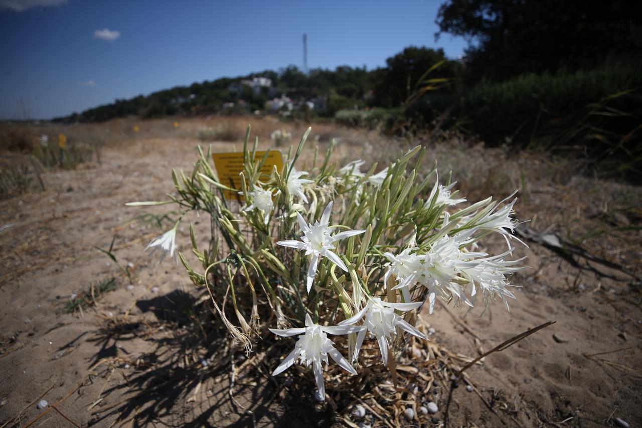The rare sand lilies adorning the coastline of Alexandria Troas, an ancient city in Ezine district of Canakkale, Türkiye, where the ancient harbor is also located, are being protected by local residents to prevent damage, Sept. 8, 2025. (AA Photo)