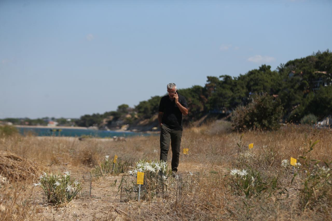 The rare sand lilies adorning the coastline of Alexandria Troas, an ancient city in Ezine district of Canakkale, Türkiye, where the ancient harbor is also located, are being protected by local residents to prevent damage, Sept. 8, 2025. (AA Photo)