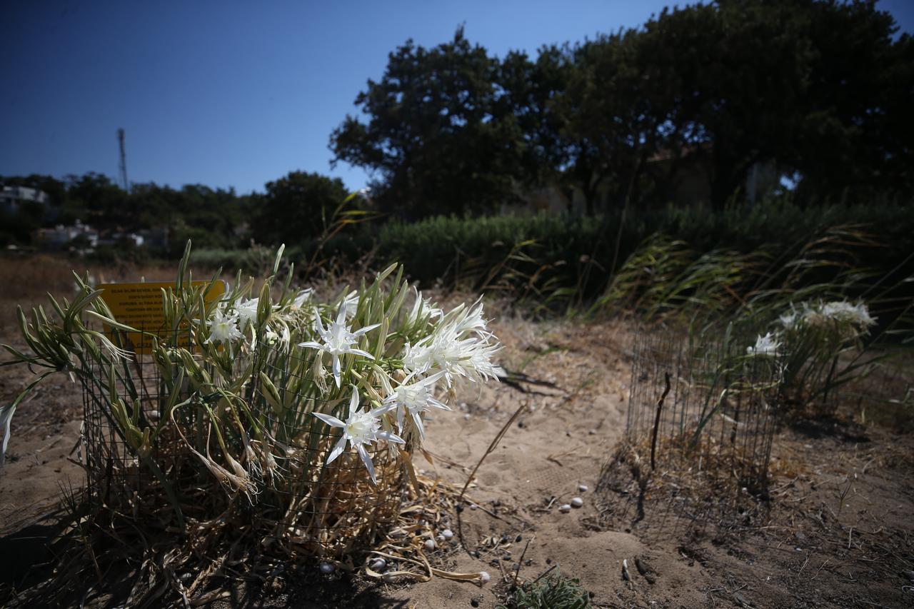 The rare sand lilies adorning the coastline of Alexandria Troas, an ancient city in Ezine district of Canakkale, Türkiye, where the ancient harbor is also located, are being protected by local residents to prevent damage, Sept. 8, 2025. (AA Photo)
