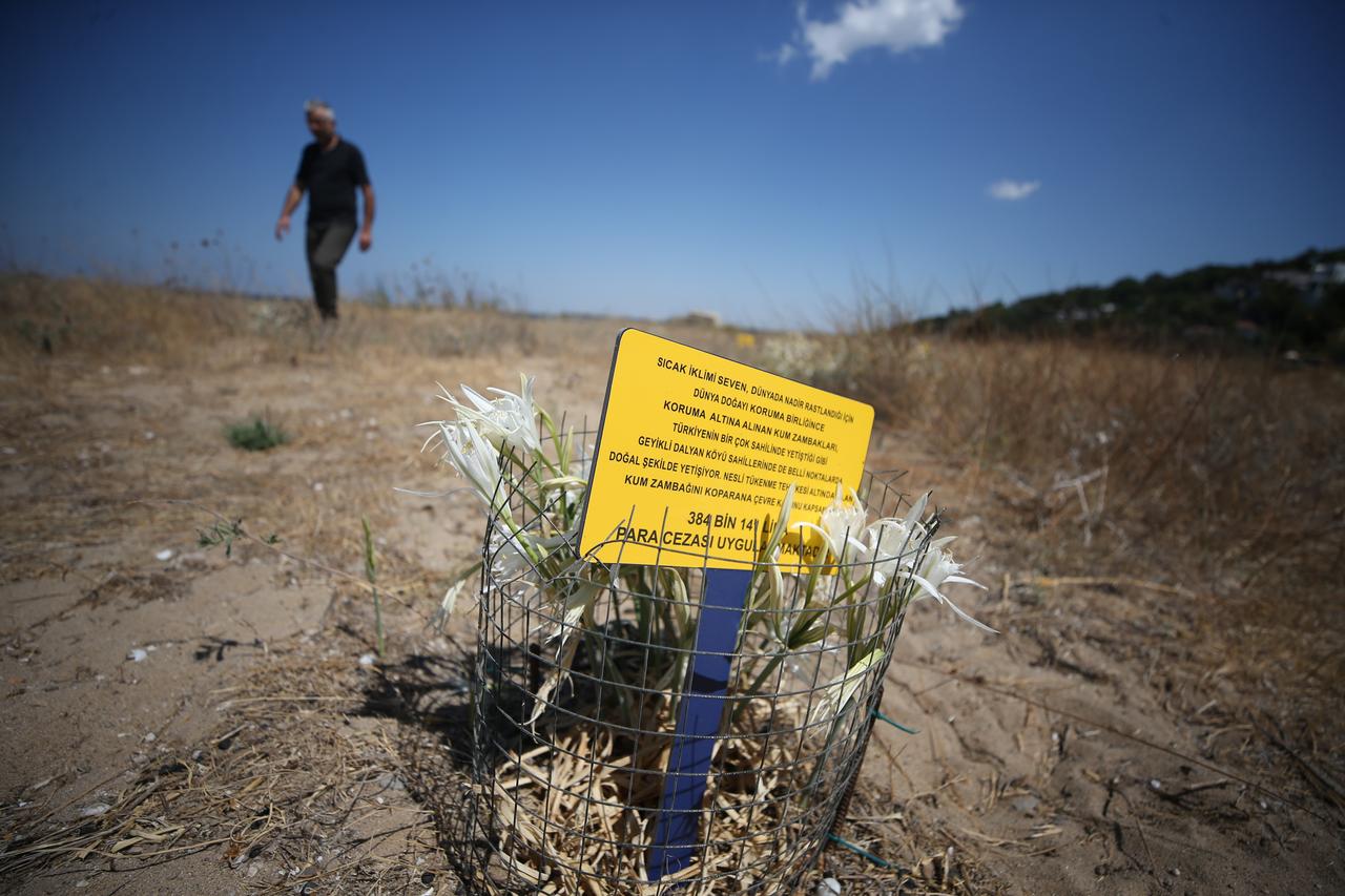 The rare sand lilies adorning the coastline of Alexandria Troas, an ancient city in Ezine district of Canakkale, Türkiye, where the ancient harbor is also located, are being protected by local residents to prevent damage, Sept. 8, 2025. (AA Photo)