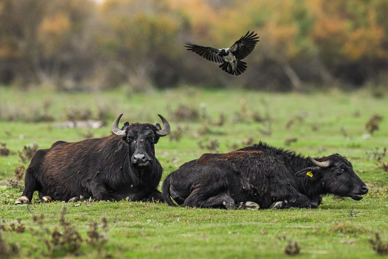 Quiet harmony of nature at Lake Ulubat: Cattle egrets and Anatolian water buffalo