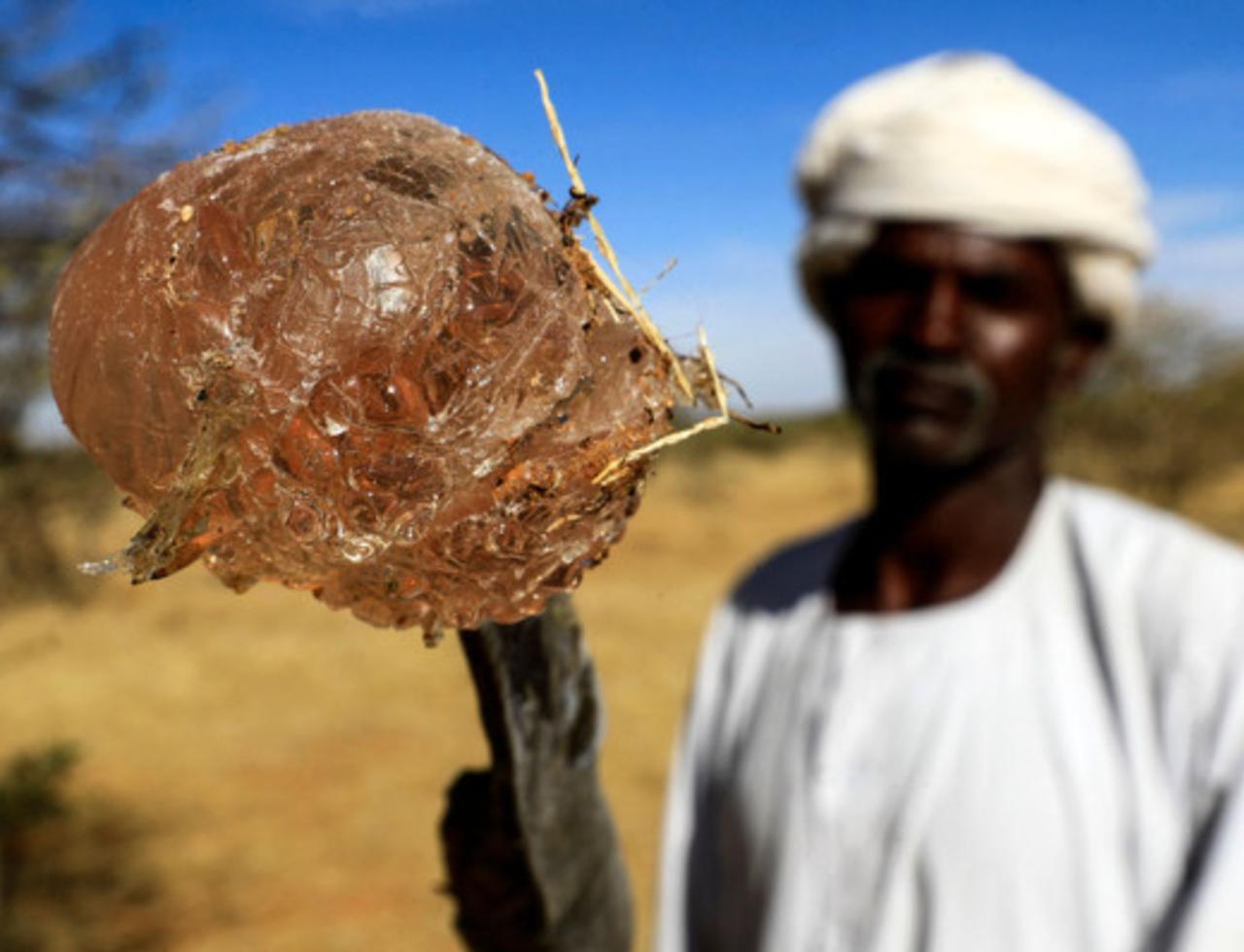 A Sudanese man shows gum arabic sap on the branch of an acacia tree. (AFP Photo )