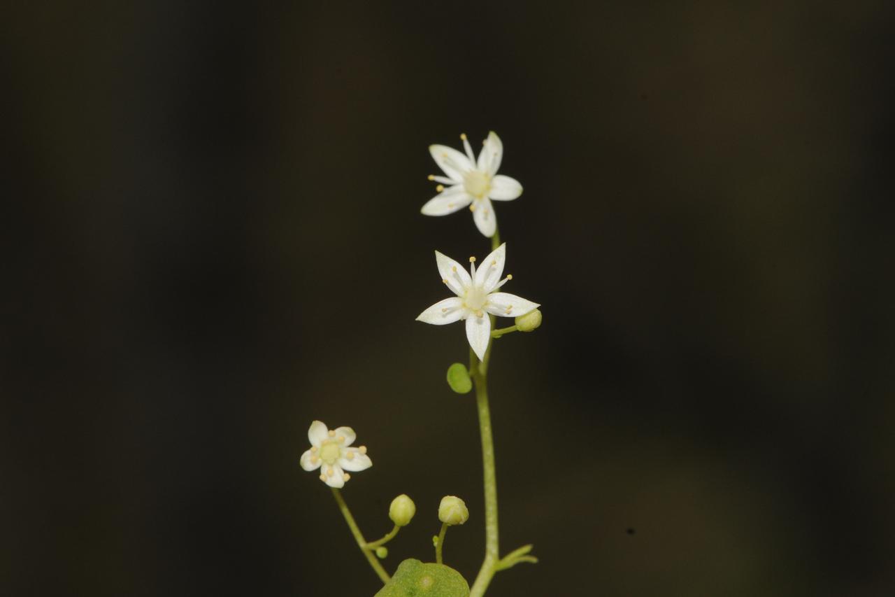 Researchers identify Türkiye’s first endemic ‘umbilicus’ plant in Izmir