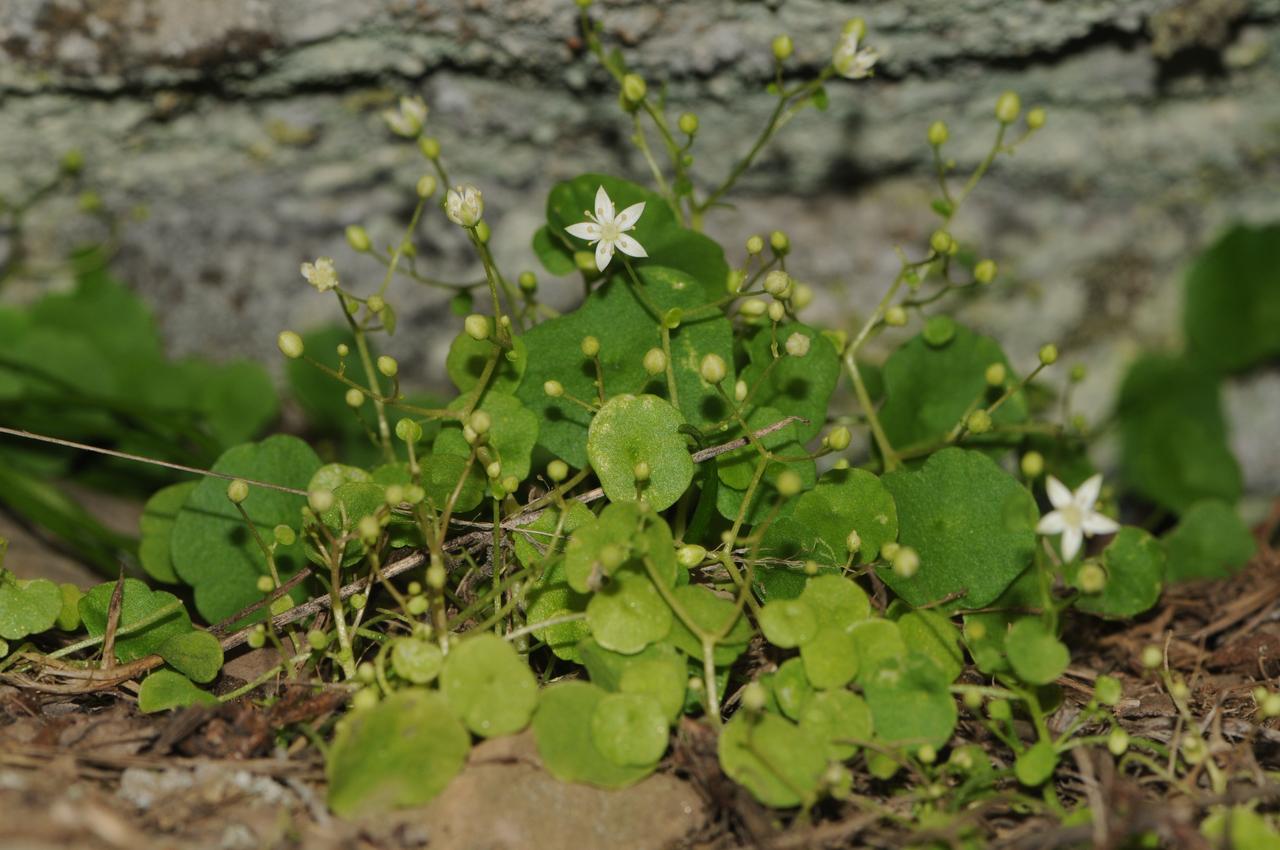 Umbilicus choripetalus, with the Turkish name “Izmir gobek otu,” has entered scientific literature as Türkiye’s first endemic member of the Umbilicus genus in Izmir, Türkiye on Jan. 10, 2026. (AA Photo)