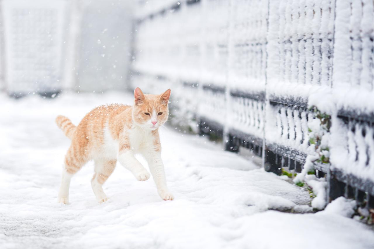 A cat is seen during snowfall at the Camlica Hill and its surroundings as the cold weather continues in Istanbul, Turkiye, January 12, 2026. (AA Photo)