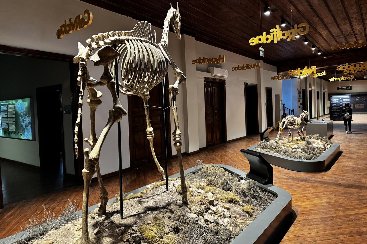 Million-year-old fossils put Cankiri Museum on map with nearly 39K visitors in 2025