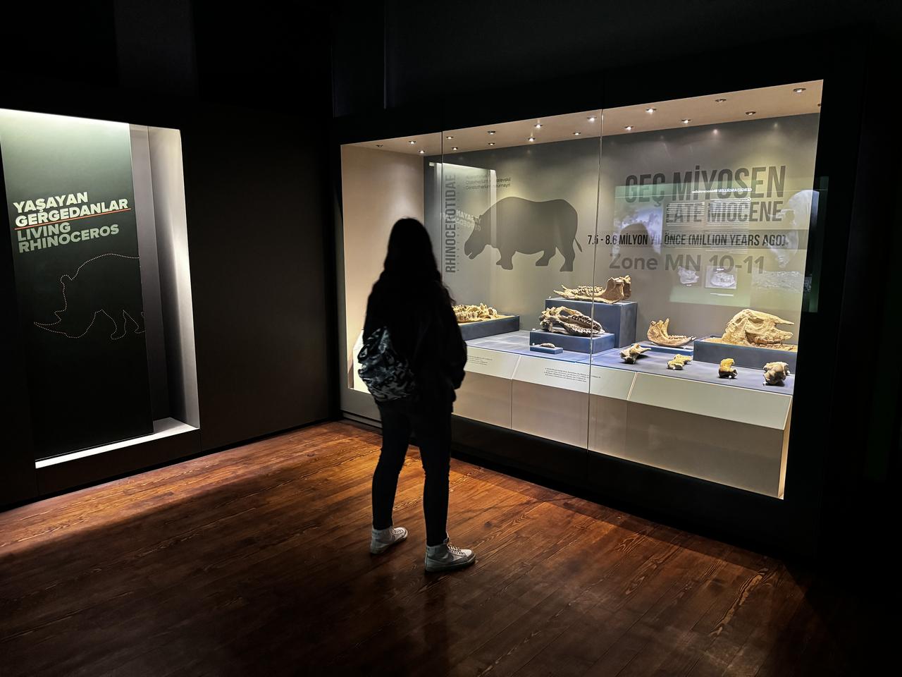 A visitor views fossil exhibits inside the Cankiri Museum, Cankiri, Türkiye, Jan. 11, 2026. (AA Photo)