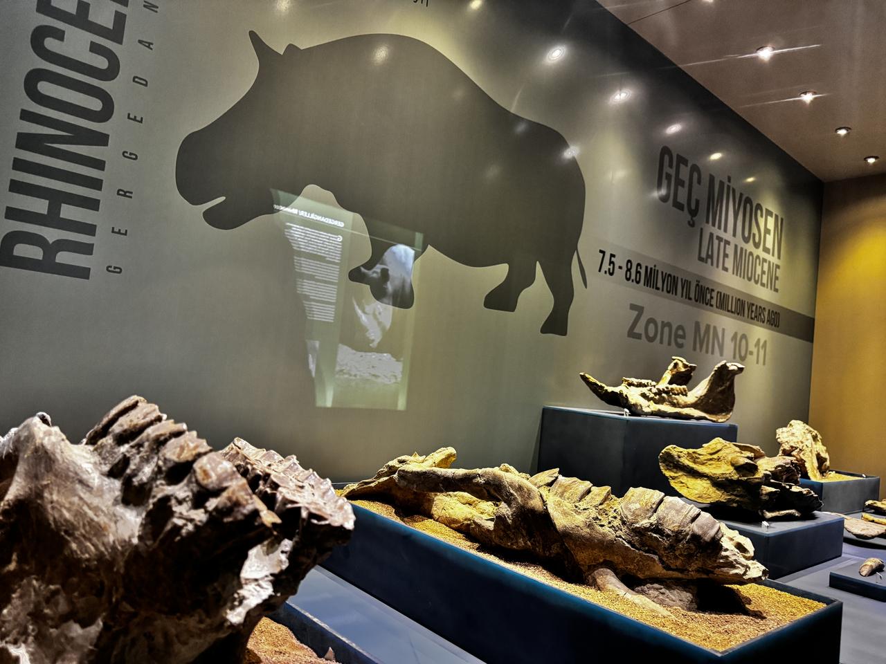 Fossil remains of extinct rhinoceros species are presented in the Late Miocene section of the Cankiri Museum, Cankiri, Türkiye, Jan. 11, 2026. (AA Photo)