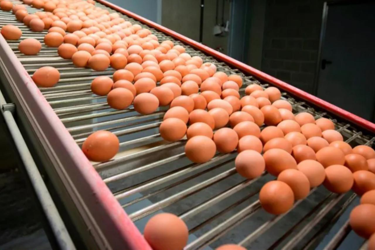 Egg boycott campaign spreads in Tripoli after prices hit record levels