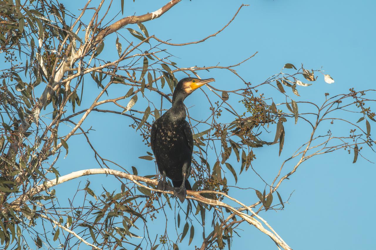 Cukurova Delta remains vital winter haven for birdlife
