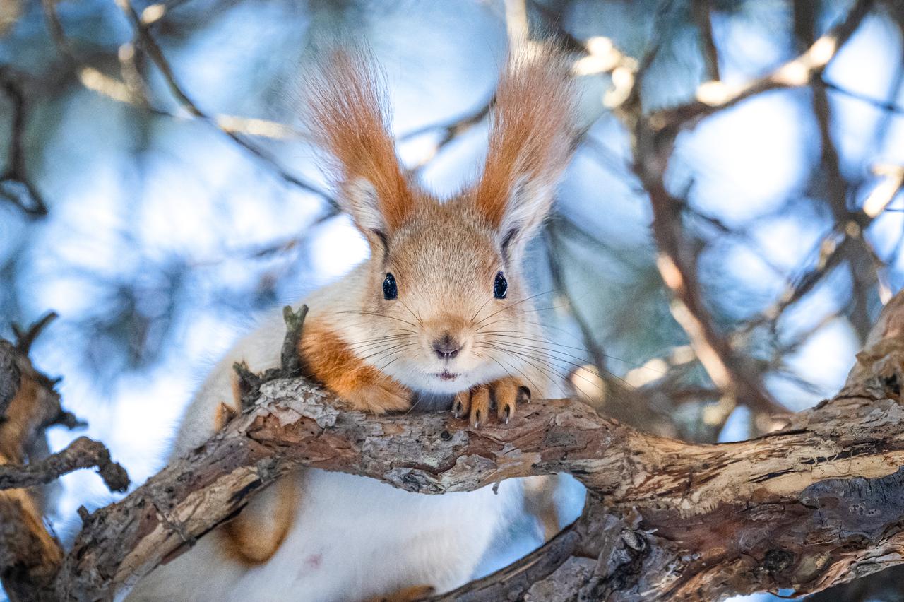 Life below zero: Hidden winter routine of squirrels of Kars forests