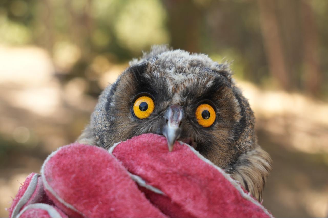 At Soguksu National Park in Kizilcahamam district of Ankara, Türkiye, five buzzards, one kestrel, and one eagle owl whose treatments had been completed were released back into their natural habitat, Aug. 25, 2025. (IHA Photo)