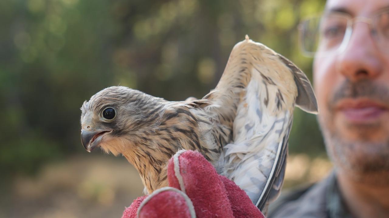 At Soguksu National Park in Kizilcahamam district of Ankara, Türkiye, five buzzards, one kestrel, and one eagle owl whose treatments had been completed were released back into their natural habitat, Aug. 25, 2025. (IHA Photo)