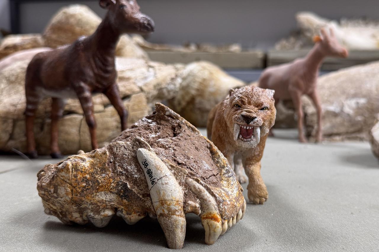 Ancient megafauna from central Türkiye brought back to life with 3D technology