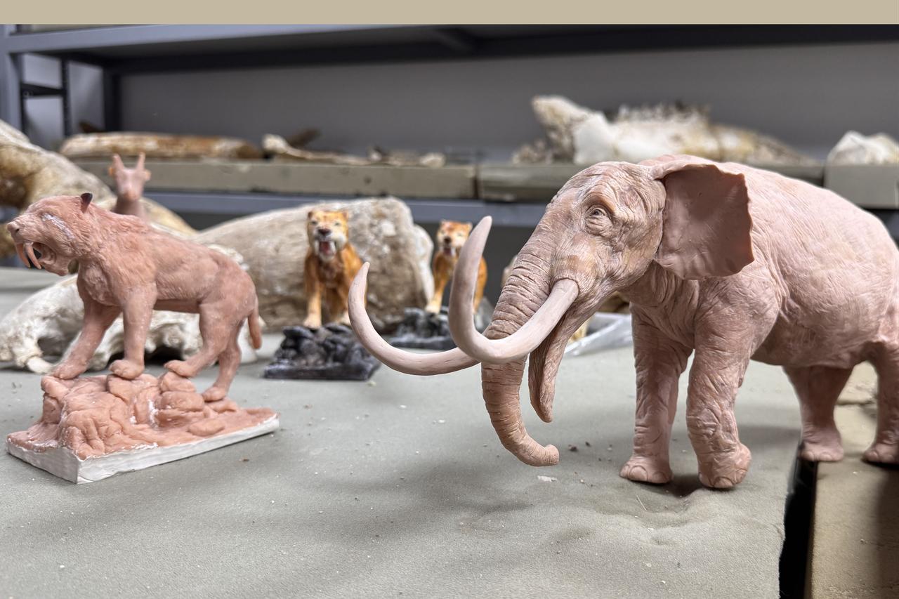 Handcrafted miniatures of prehistoric animals, such as an elephant with curved tusks and early carnivores, are seen arranged among fossil fragments recovered from excavations near the Yamula Dam in Kayseri, Türkiye, Jan. 19, 2026. (AA Photo)