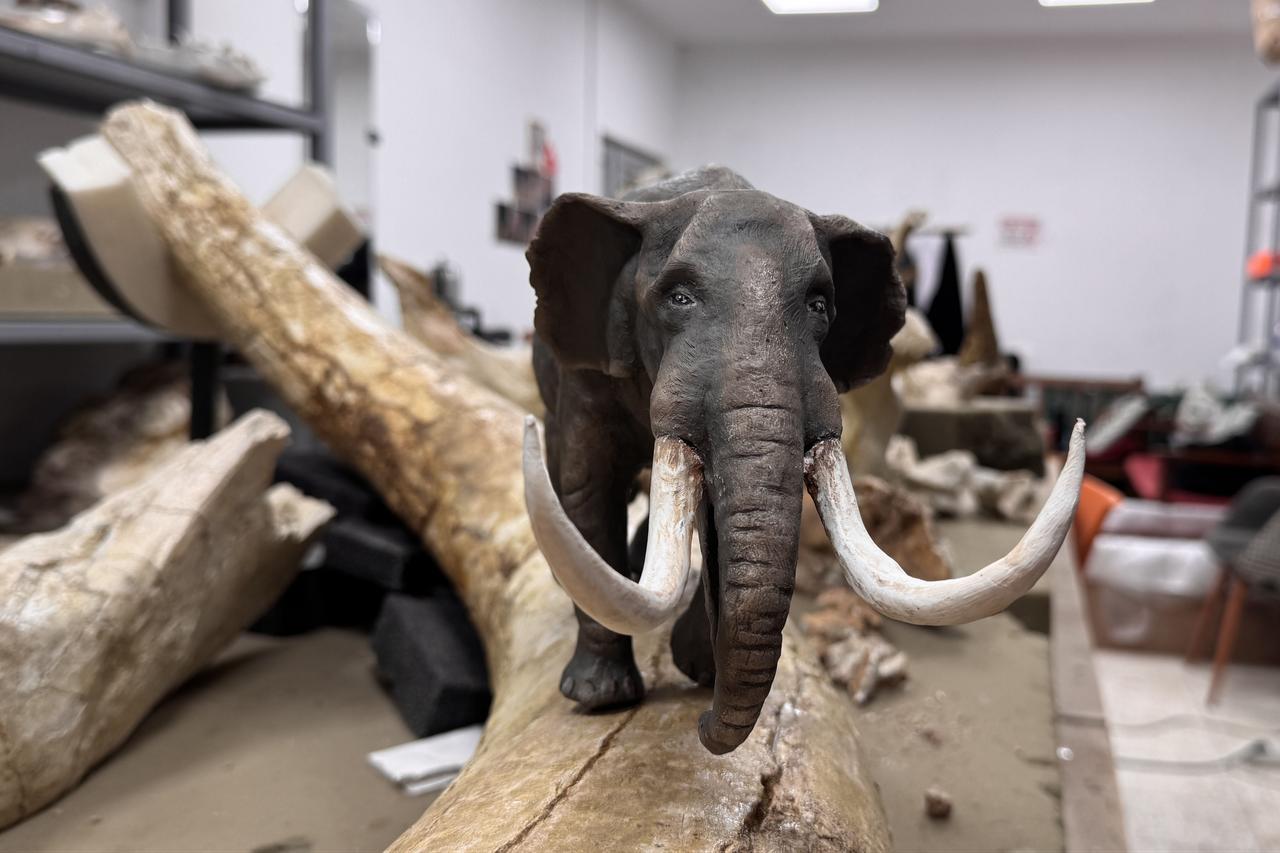 A completed miniature elephant replica is placed on a large fossil bone, illustrating the scale difference between the original megafauna and the models prepared for exhibition, Jan. 19, 2026. (AA Photo)