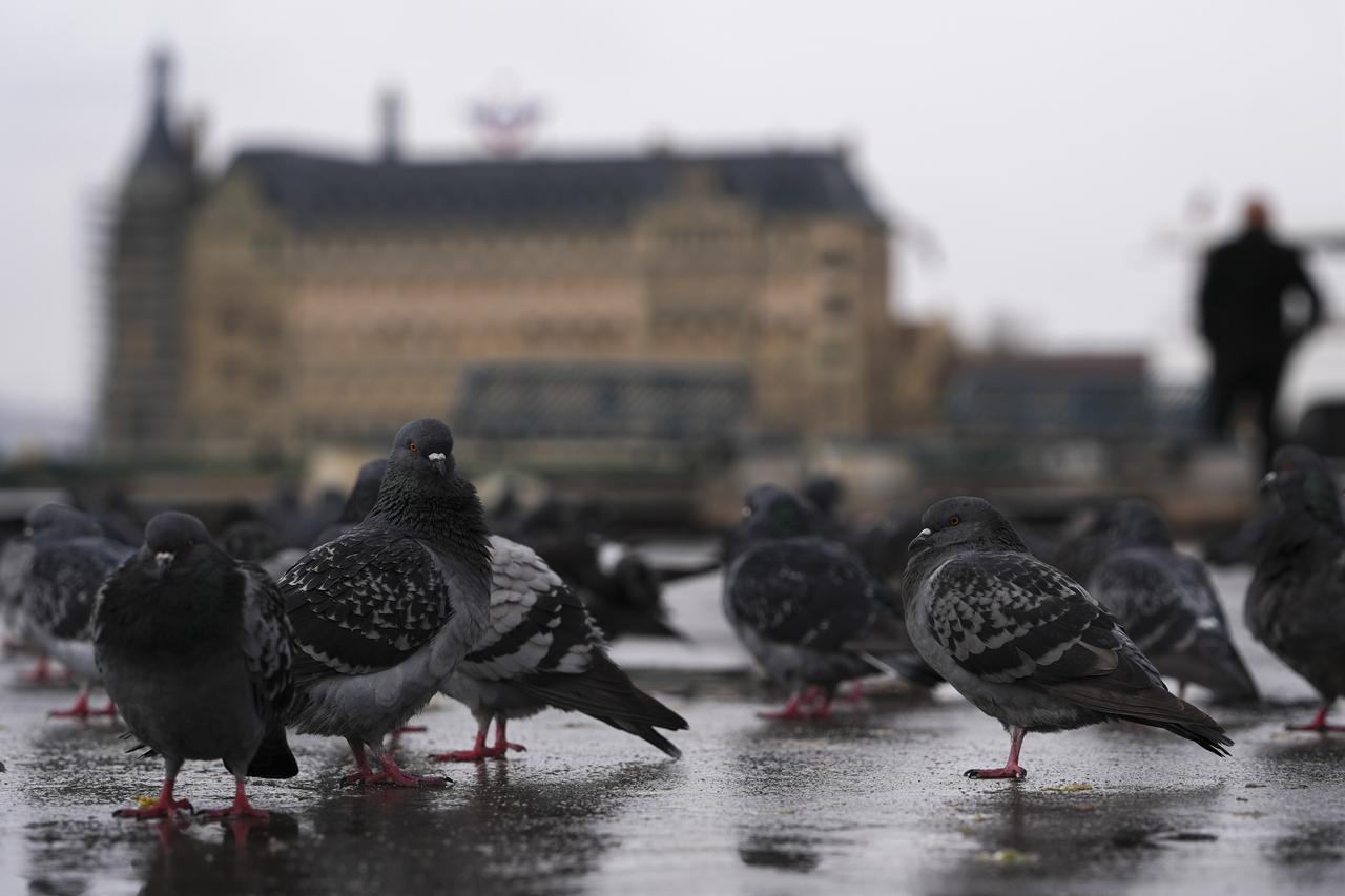 Pigeons are seen as people walk outside during a rainy day in Kadikoy district of Istanbul, Türkiye, January 17, 2026. (AA Photo)