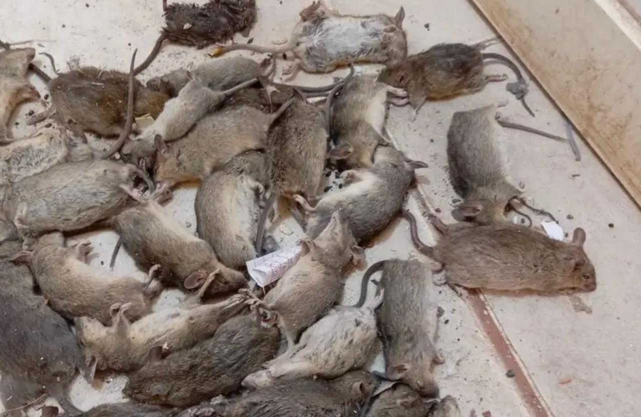 Dead rats were found on one of the residents' houses (photo via Alarabia)