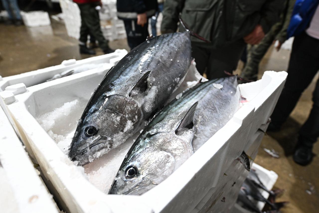 Rare large Atlantic bonito run returns to Marmara Sea after 40 years, 500+ tons caught
