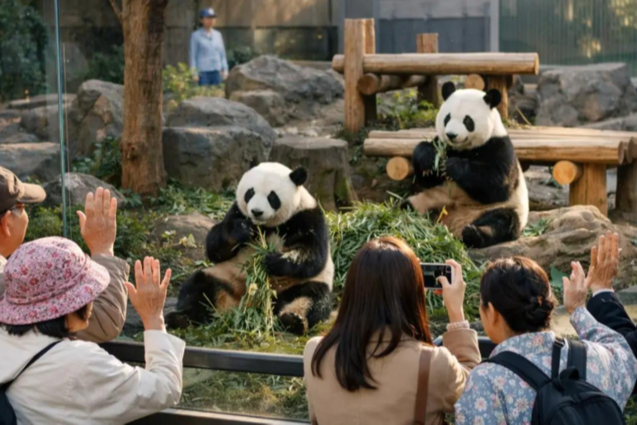 Ticket demand surges for final look at Tokyo’s panda twins before sent back to China