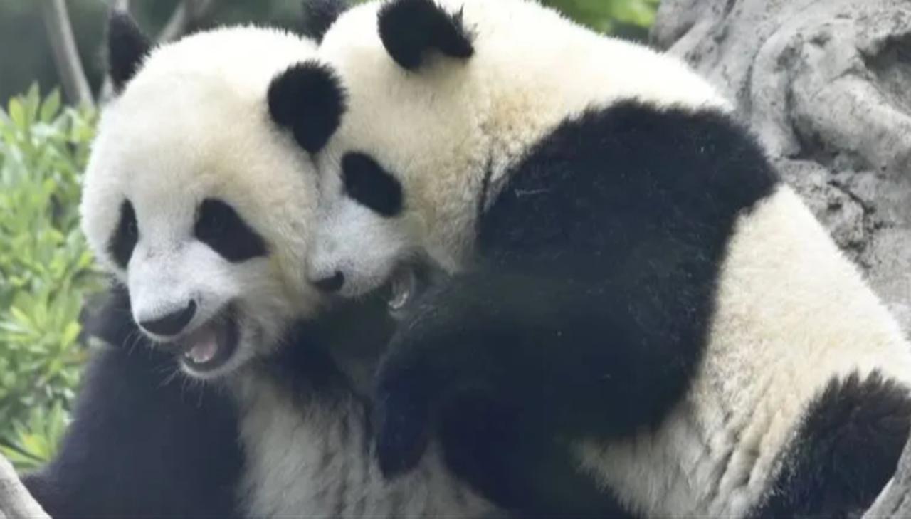 Two giant panda twins Xiao Xiao and Lei Lei, who are scheduled to be sent back to China ( Photo via T24 )