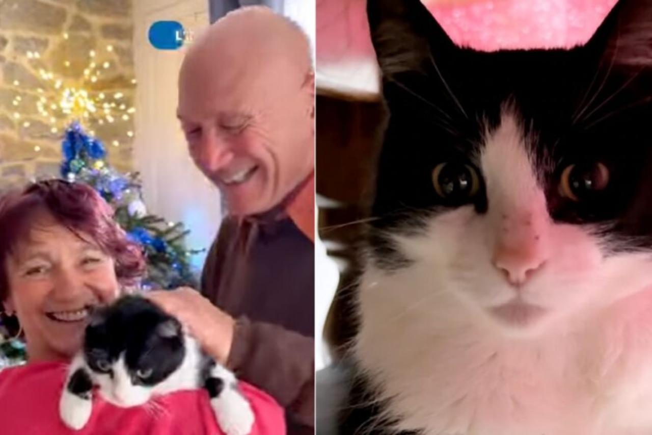 Cat missing during Spain trip found months later after 250 km journey near France