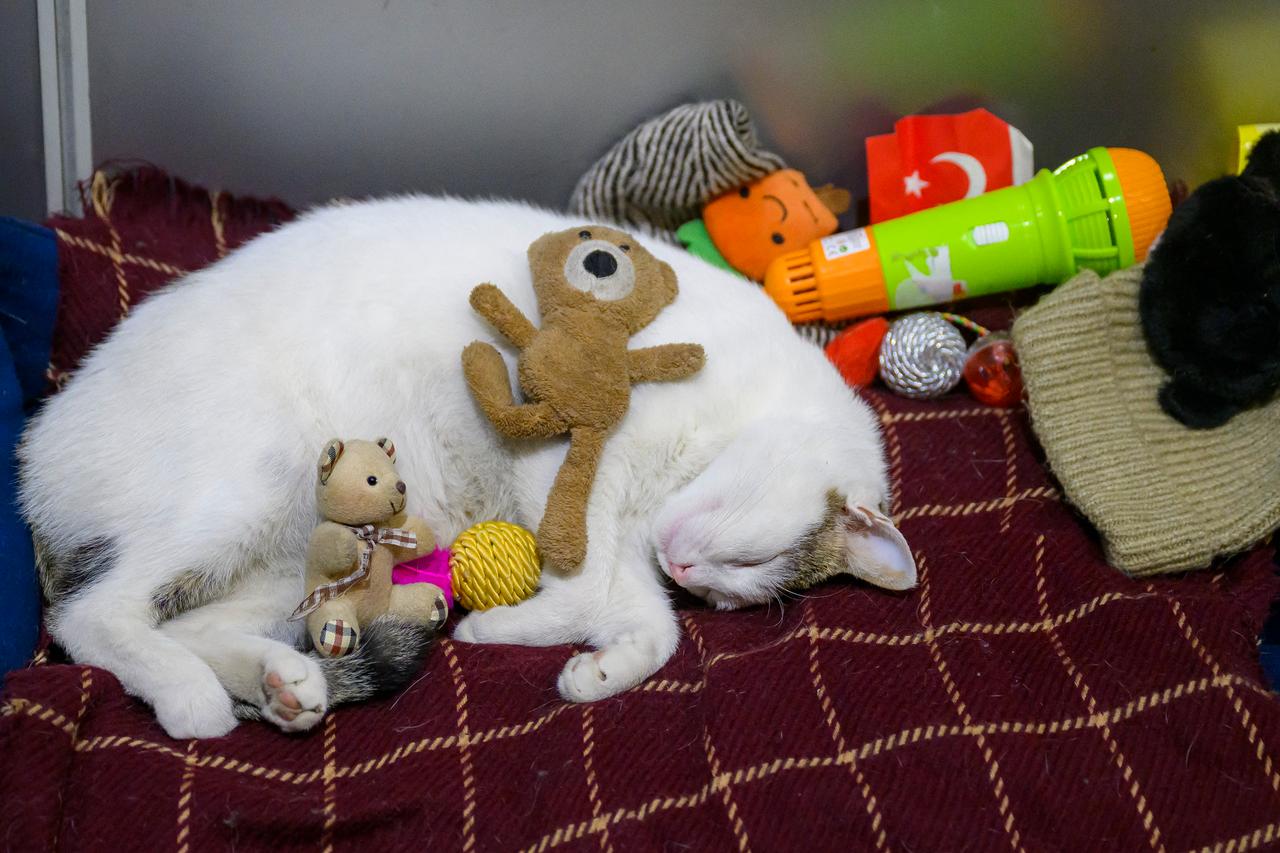 Istanbul mall cat gets showered with snacks after basket theft