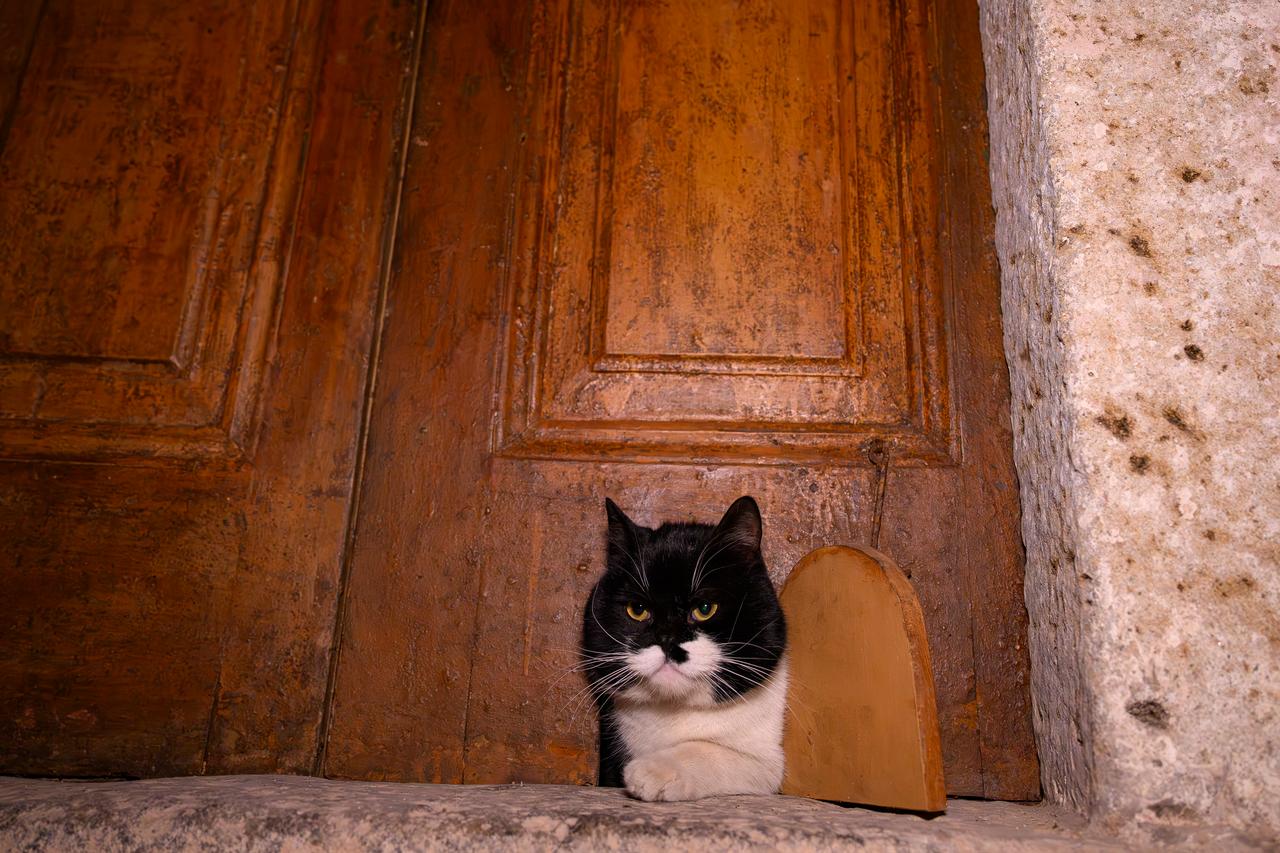 A cat passes through a cat flap on the door at the The Ottoman Topkapi Palace in Istanbul on January 20, 2026. (AFP Photo )