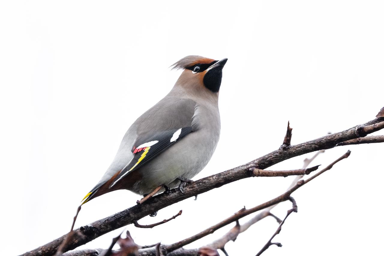 Rare waxwings spotted in Istanbul skies