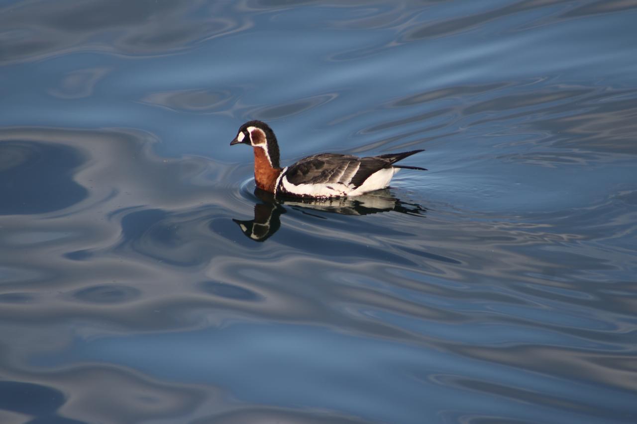 Siberian brant spotted in Rize: Rare northern goose visits Black Sea
