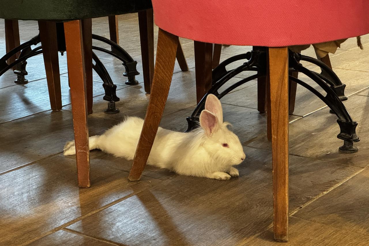 Rescued baby rabbit becomes cafe mascot in Türkiye's Elazig Image