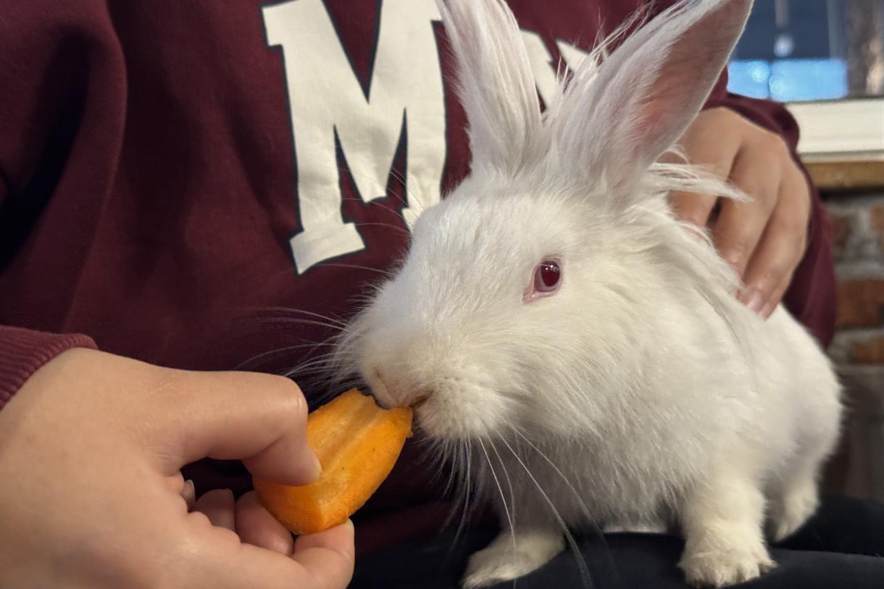 “Tombis”, who freely wanders between the tables in the cafe, also attracts the attention of customers. Türkiye, Jan. 29, 2026. (AA Photo)