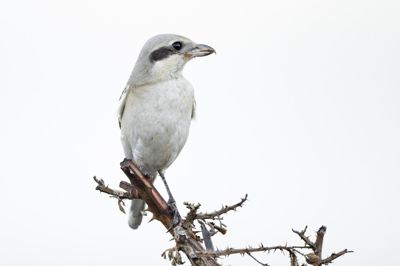Rare winter visitor arrives at Karacabey Longoz: Giant spider-hunting bird