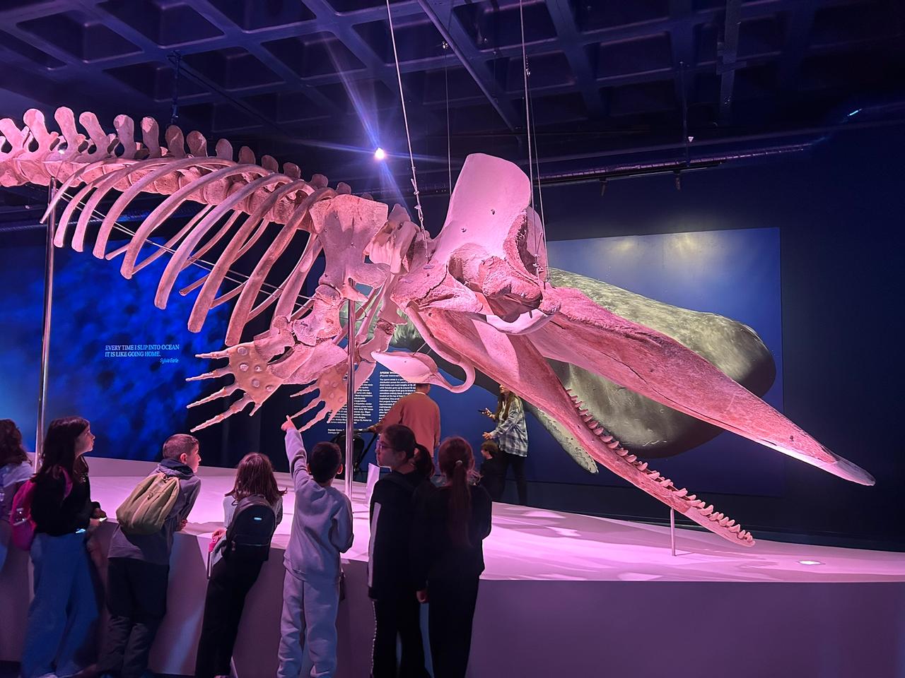 Children explore the massive skeleton of a sperm whale at the “Giants of the Ocean” exhibition, gaining a rare perspective on the scale and anatomy of one of the ocean’s largest mammals. (Photo via Istanbul Akvaryum)