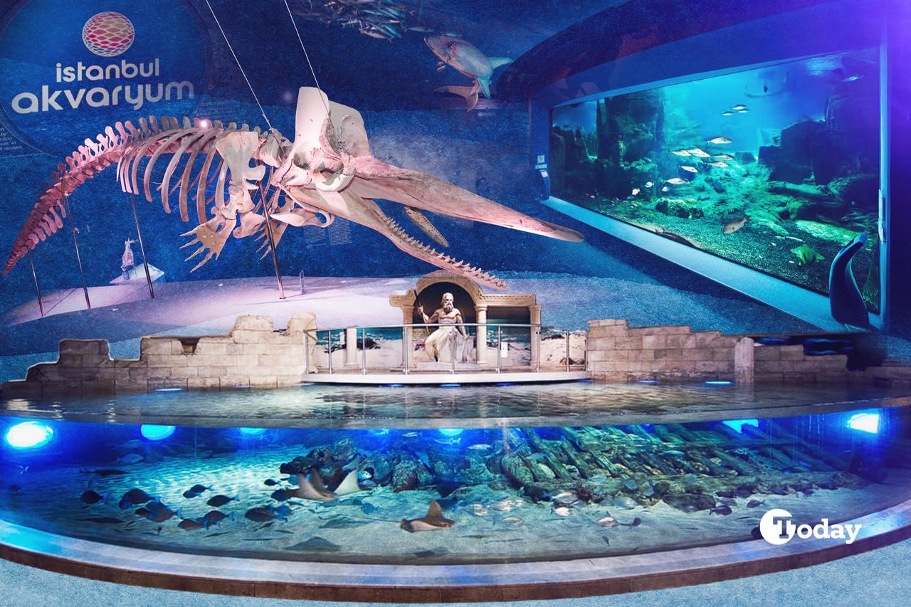 Istanbul Akvaryum: Where marine science, cultural memory and conservation meet