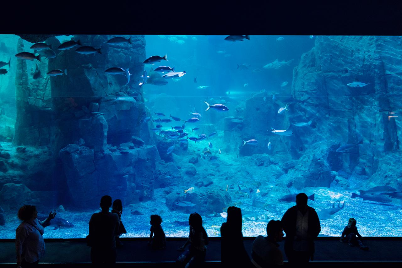 Visitors gather in front of a massive underwater viewing panel at Istanbul Akvaryum, watching fish move through a deep-sea themed habitat. (Photo via Istanbul Akvaryum)