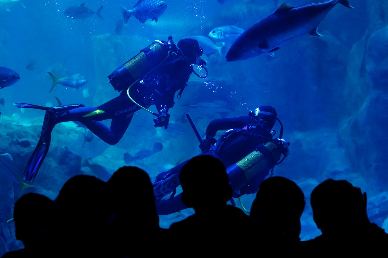 Divers carry out routine maintenance inside one of Istanbul Akvaryum’s large habitat tanks, ensuring the health and safety of marine life. (Photo via Istanbul Akvaryum)
