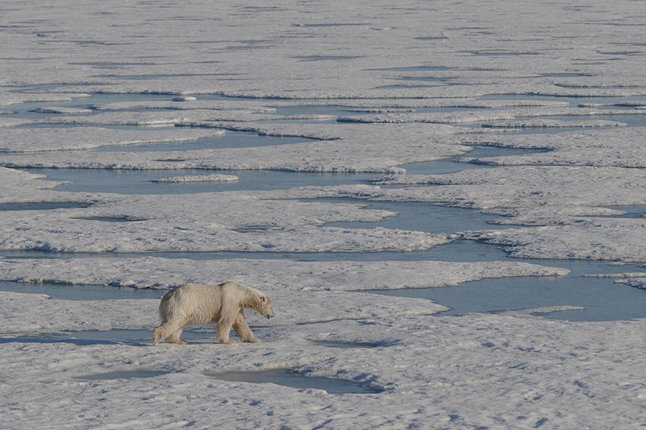 Satellite data reveal accelerated ice loss across the Arctic during recent extreme melting periods. (AA Photo)
