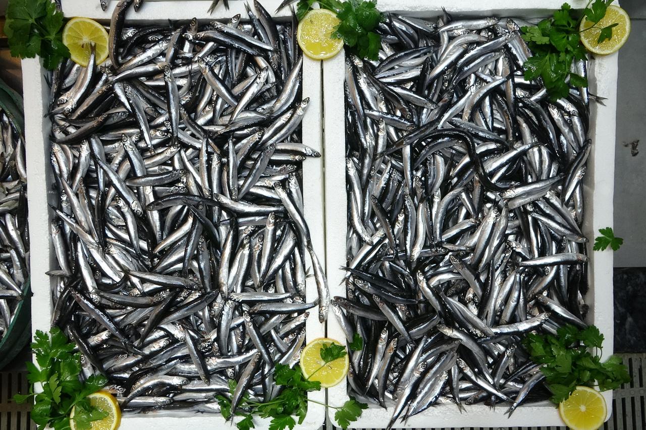 Europe leads Türkiye’s anchovy exports as overseas demand grows in 2025