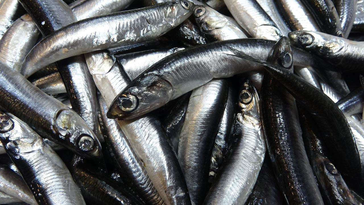 A close-up view of freshly caught anchovies, one of Türkiye’s key seafood export products to European countries, Trabzon, Türkiye, January 7, 2025. (IHA Photo)